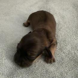 Shaded Cream Female - Cream female Dachshund puppy in Mesa, Arizona from T&J Lovable Longhaired AKC Dachshunds