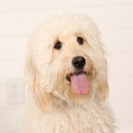 Nala - Goldendoodle