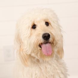 Nala - Goldendoodle