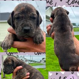 Hennessy - Brindle female Great Dane puppy in Wellsville, New York from Prophecy Danes