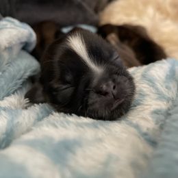 Shih Tzu Puppies from Sun Shih Tzu