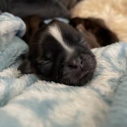 Shih Tzu Puppies from Sun Shih Tzu