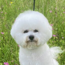 Skylar - Bichon Frise