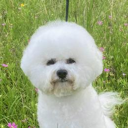 Skylar - Bichon Frise