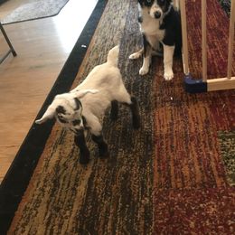 Toy Australian Shepherd All Grown Up from The Ranch of the Sun Toy Aussies