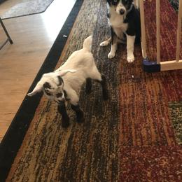Toy Australian Shepherd All Grown Up from The Ranch of the Sun Toy Aussies