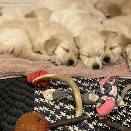 Golden Retriever Puppies from Ginn’s Golden Retrievers