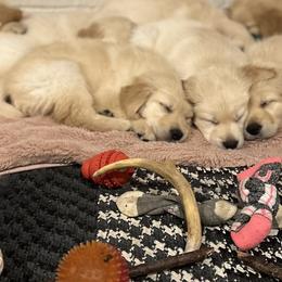 Golden Retriever Puppies from Ginn’s Golden Retrievers