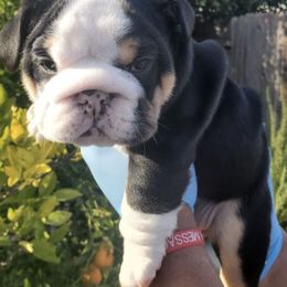 Bulldogs from Zuperior Bulldog Kennels