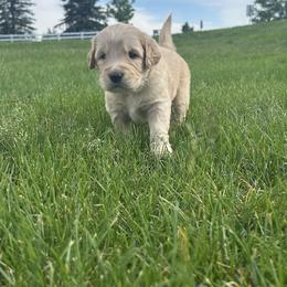 Golden Retriever Puppies from Jana Belanger