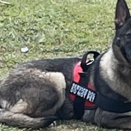 German Shepherds from Roberts Quality Shepherds