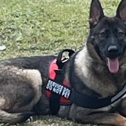 German Shepherds from Roberts Quality Shepherds