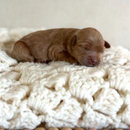 Blue - Apricot male Australian Labradoodle puppy in Auburn, Washington from West Valley Labradoodles