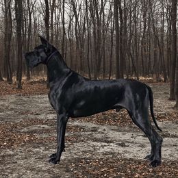 Great Danes from Pegasus Great Danes