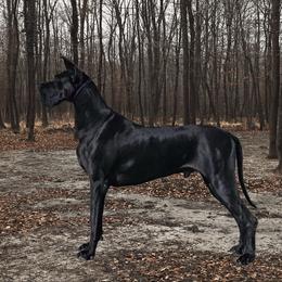 Great Danes from Pegasus Great Danes