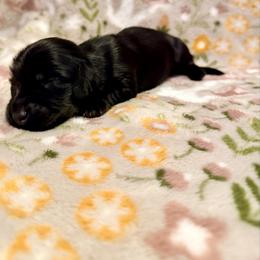 Venus - Wild boar female Dachshund puppy in Nampa, Idaho from 208 Wiener Wiggle Butts LLC