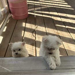 Maltese and Siberian Husky Puppies from Karst Tiny Paws Kennel