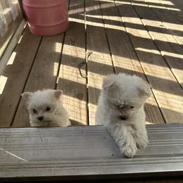 Maltese and Siberian Husky Puppies from Karst Tiny Paws Kennel