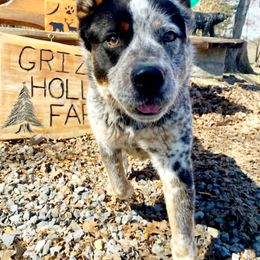 Ecko - Australian Cattle Dog