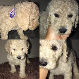 Goldendoodle Puppies from Zeusthemoosedoodles