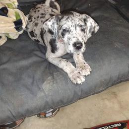 Great Dane Puppies from Morgan's North Alabama Danes