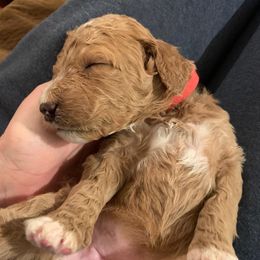 Labradoodle Puppies from Brock Farm Doodles