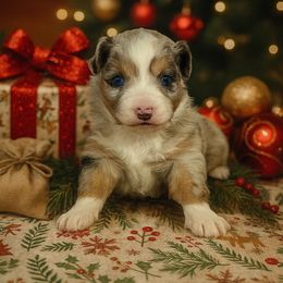 Cookie dough - female Miniature Australian Shepherd puppy in Reidsville, North Carolina from Cherry Grove Kennel