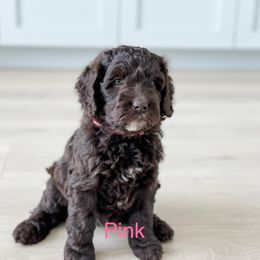 Girl 1 - Australian Labradoodle puppy in Kaysville, Utah from Utah Labradoodles