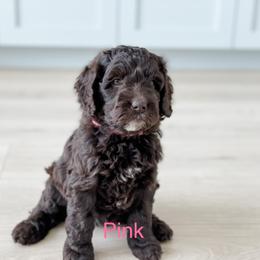 Girl 1 - Australian Labradoodle puppy in Kaysville, Utah from Utah Labradoodles
