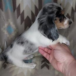 GERARD - Dapple male Dachshund puppy in Swink, Oklahoma from Palali Farm