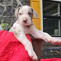 Eden - Silver female Great Dane puppy in Towaco, New Jersey from MommaDukes Danes