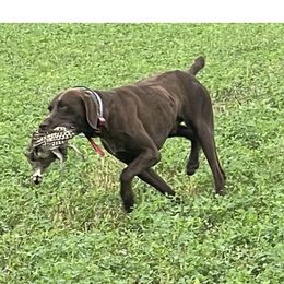 Chip - German Shorthaired Pointer