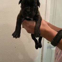 Andromeda - Brindle female Boxer puppy in Custer, South Dakota from Tracy's Boxers