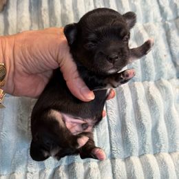 Boy 1 - Black and tan male Chihuahua puppy in Summerfield, Florida from Uey’s Chihuahuas