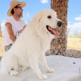 Ursa - Great Pyrenees