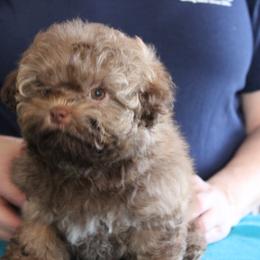 Russian Tsvetnaya Bolonka and Shih Tzu Puppies from Pink Lotus Kennels
