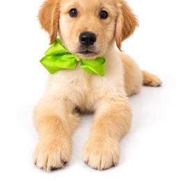 Mintchip - Golden male Golden Retriever puppy in Chicago, Illinois from Urbane Retrievers