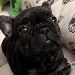 French Bulldog Puppies from Nuthin’ But Frenchies