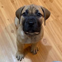 Rainbow Collar Fawn Female - Fawn female Boerboel puppy in Wasilla, Alaska from Northland Boerboels
