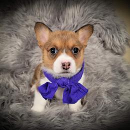 German Shepherd and Pembroke Welsh Corgi Puppies from J&R Shepherds & Corgis