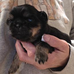 Charlie - Black and tan male Shih Tzu puppy in Carrollton, Ohio from Becker Hollow