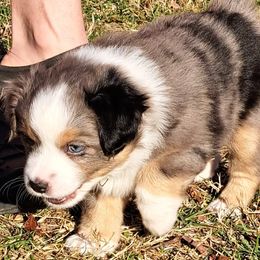 Cloud - Blue merle Toy Australian Shepherd puppy in Lenoir, North Carolina from Brittany's Brats