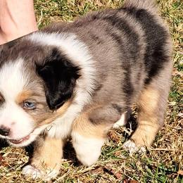 Cloud - Blue merle Toy Australian Shepherd puppy in Lenoir, North Carolina from Brittany's Brats