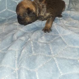 French Bulldog Puppies from Lake Martin Fancy Frenchies