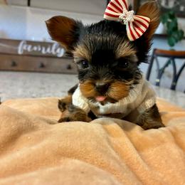 Camellia - Black and gold female Yorkshire Terrier puppy in Yuma, Arizona from Yuma Yorkie