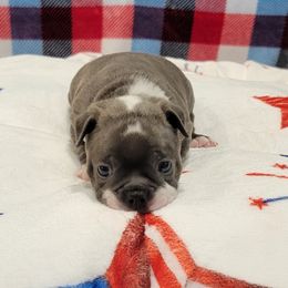 Boston Terrier Puppies from Sooner Bred Bostons