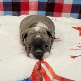 Boston Terrier Puppies from Sooner Bred Bostons