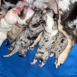 Chihuahua Puppies from Cloud9 Chihuahuas