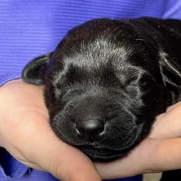 Labrador Retrievers from Yogo Point Kennels