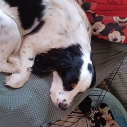 Cindy lue - English Springer Spaniel